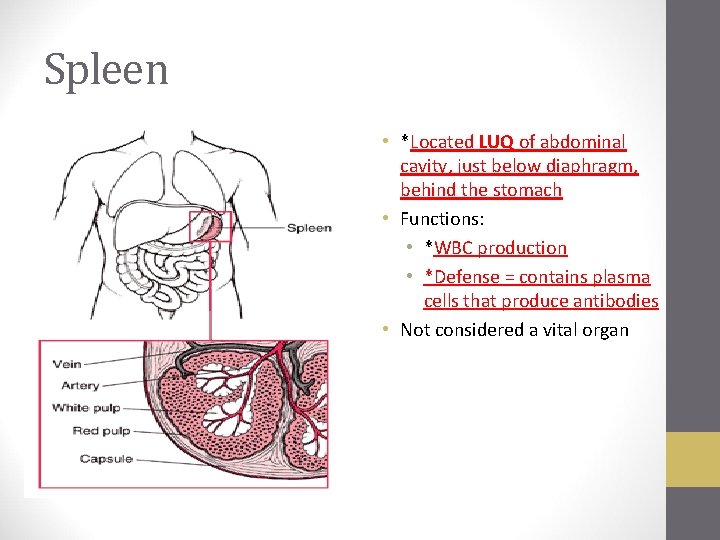 Spleen • *Located LUQ of abdominal cavity, just below diaphragm, behind the stomach •