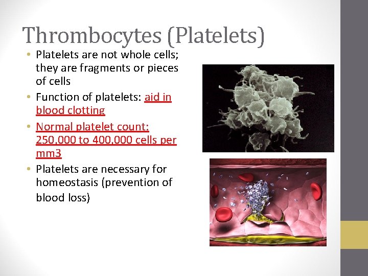 Thrombocytes (Platelets) • Platelets are not whole cells; they are fragments or pieces of