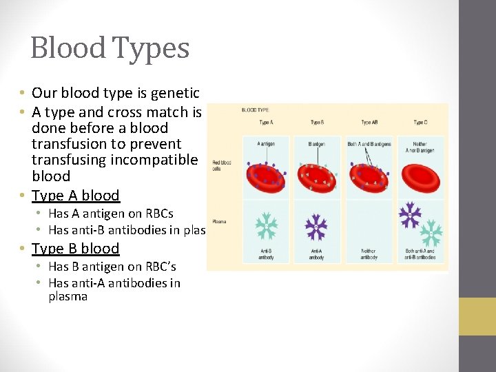 Blood Types • Our blood type is genetic • A type and cross match