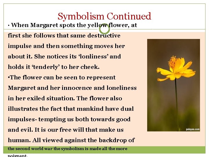 Symbolism Continued • When Margaret spots the yellow flower, at first she follows that