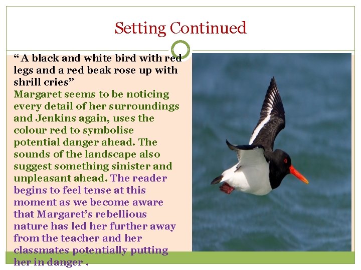 Setting Continued “ A black and white bird with red legs and a red