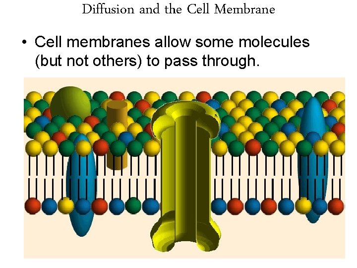Diffusion and the Cell Membrane • Cell membranes allow some molecules (but not others)