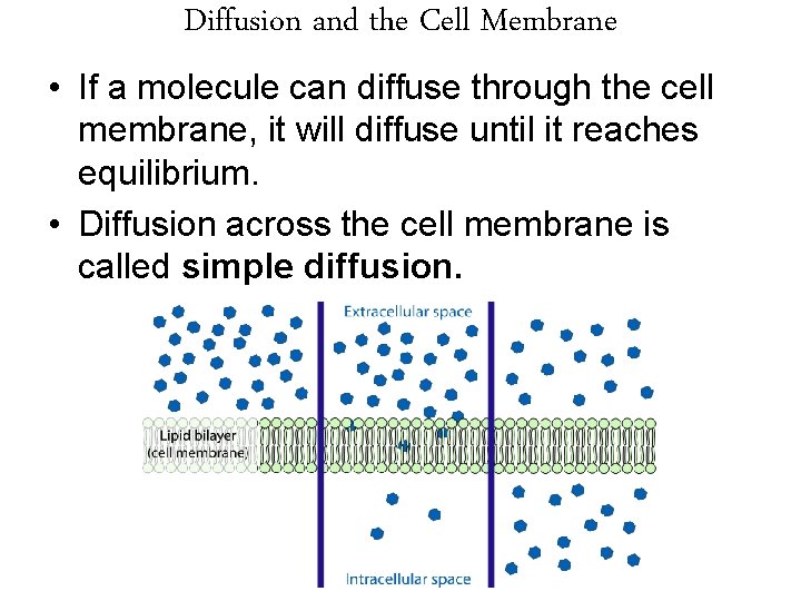 Diffusion and the Cell Membrane • If a molecule can diffuse through the cell