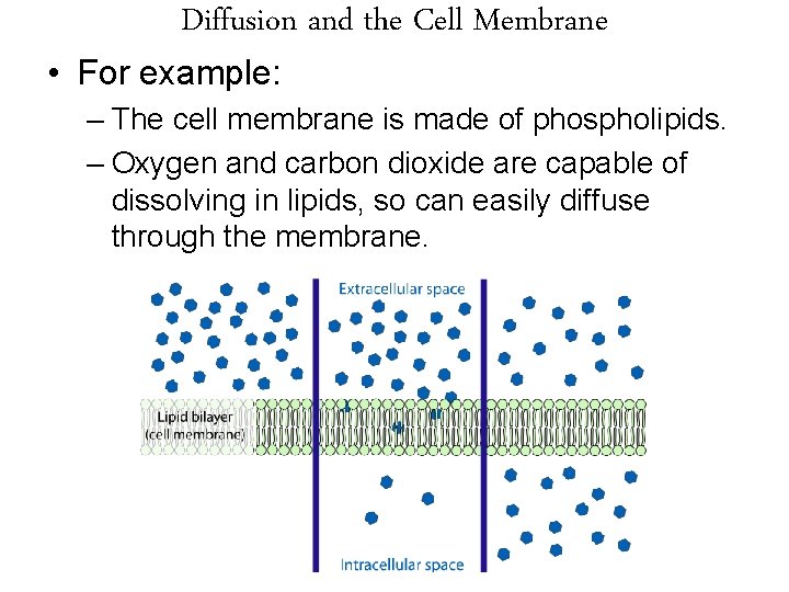 Diffusion and the Cell Membrane • For example: – The cell membrane is made