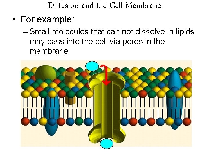 Diffusion and the Cell Membrane • For example: – Small molecules that can not