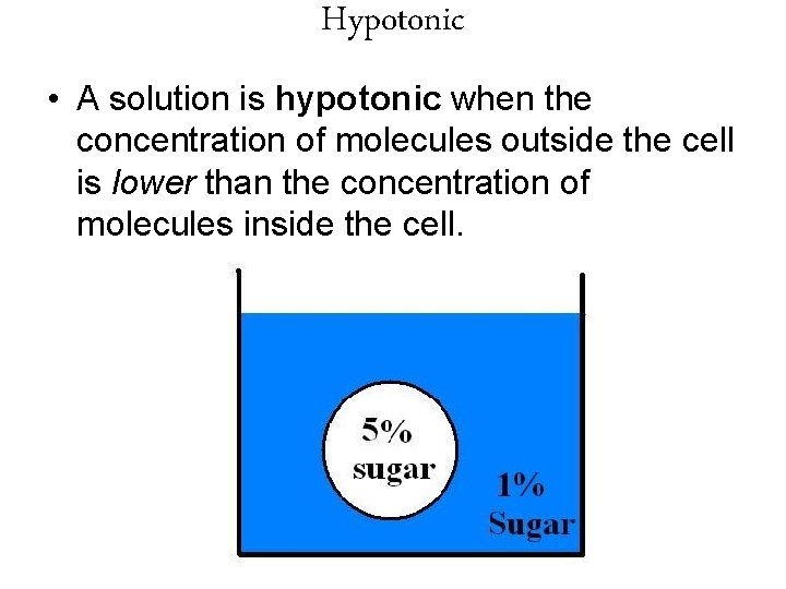 Hypotonic • A solution is hypotonic when the concentration of molecules outside the cell