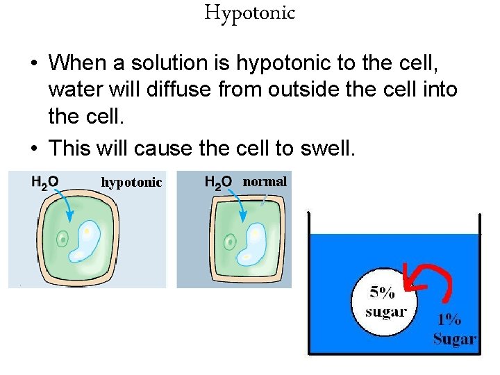 Hypotonic • When a solution is hypotonic to the cell, water will diffuse from