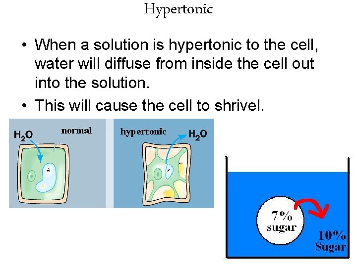 Hypertonic • When a solution is hypertonic to the cell, water will diffuse from