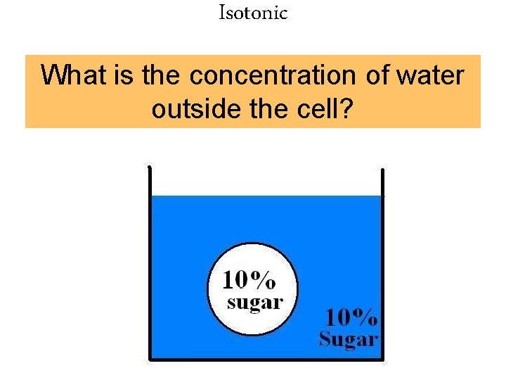 Isotonic What is the concentration of water outside the cell? 