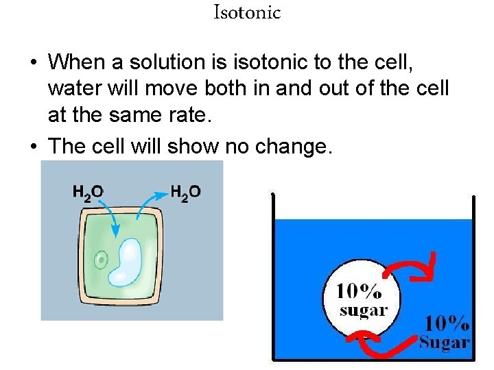 Isotonic • When a solution is isotonic to the cell, water will move both