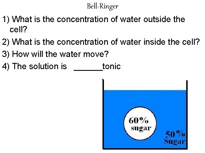 Bell-Ringer 1) What is the concentration of water outside the cell? 2) What is