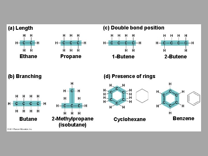 (c) Double bond position (a) Length Ethane Propane (b) Branching Butane 1 -Butene 2