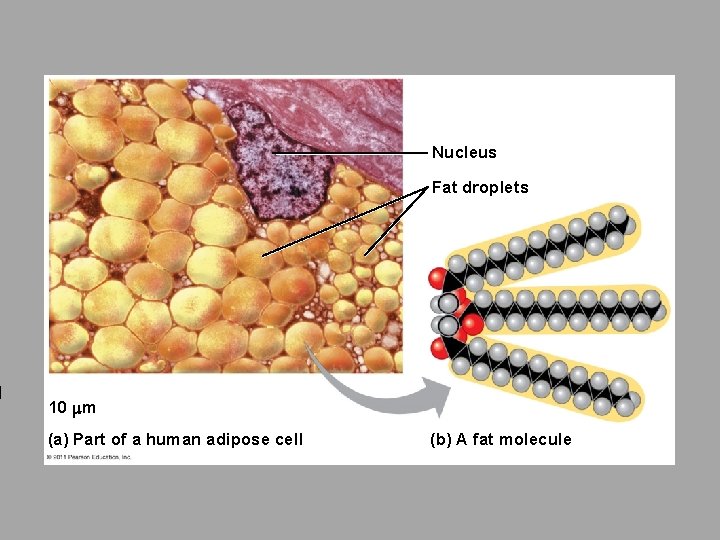 Nucleus Fat droplets 10 m (a) Part of a human adipose cell (b) A