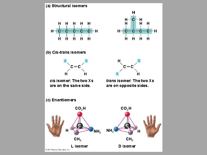 (a) Structural isomers (b) Cis-trans isomers cis isomer: The two Xs are on the