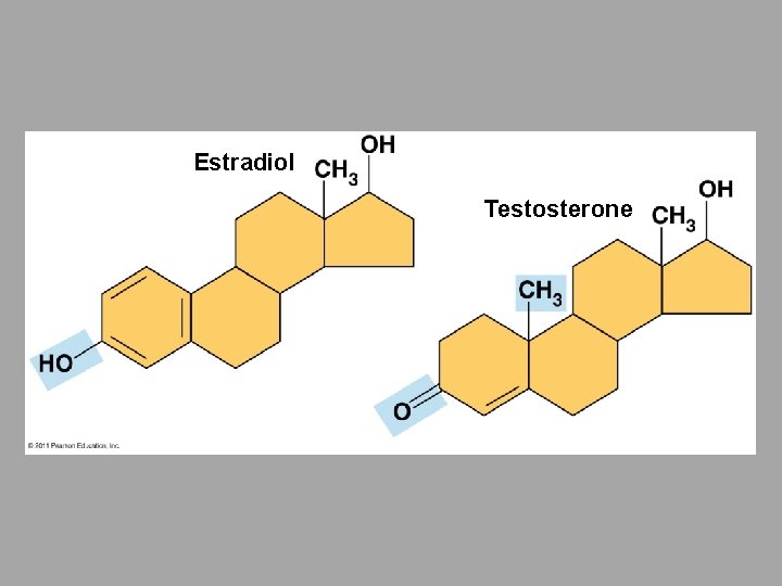 Estradiol Testosterone 