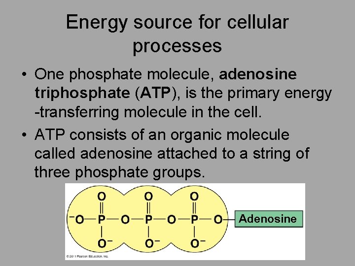 Energy source for cellular processes • One phosphate molecule, adenosine triphosphate (ATP), is the
