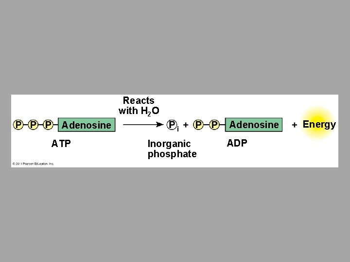 Reacts with H 2 O Adenosine ATP Inorganic phosphate ADP Energy 