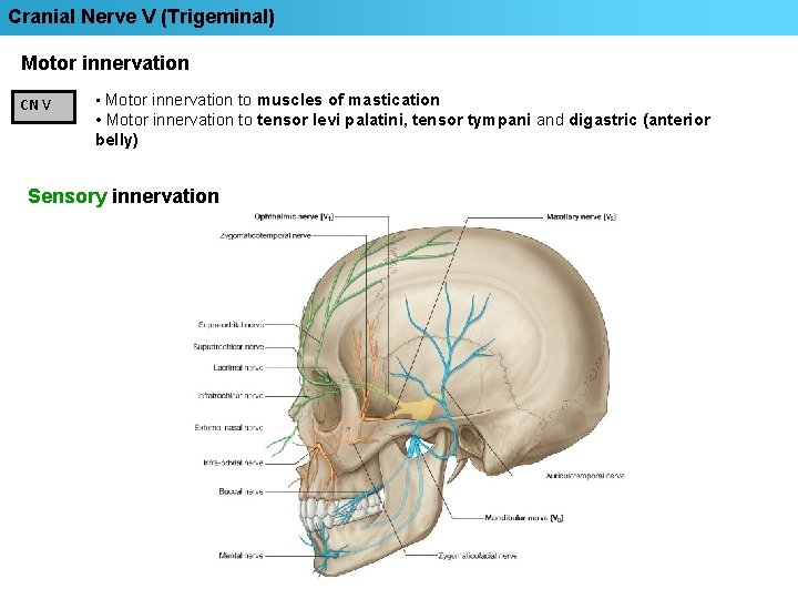 Cranial Nerve V (Trigeminal) Motor innervation CN V • Motor innervation to muscles of