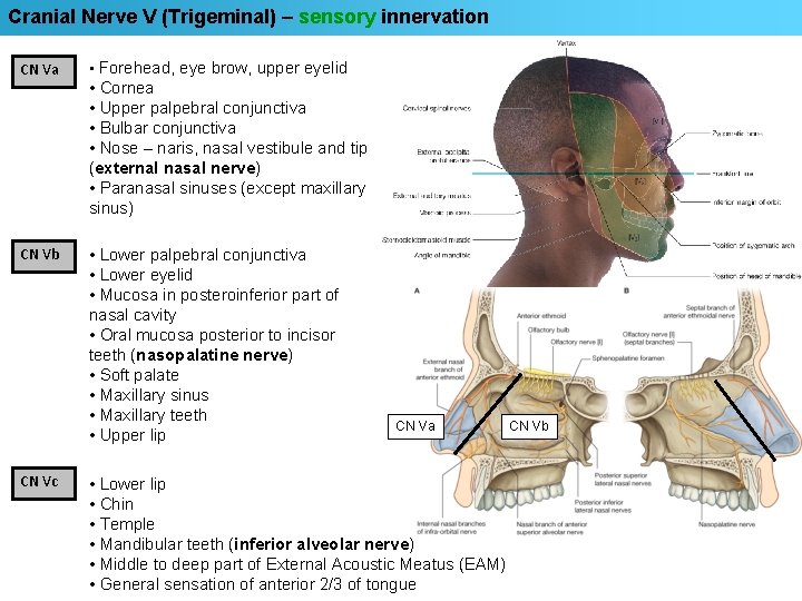 Cranial Nerve V (Trigeminal) – sensory innervation CN Va • Forehead, eye brow, upper