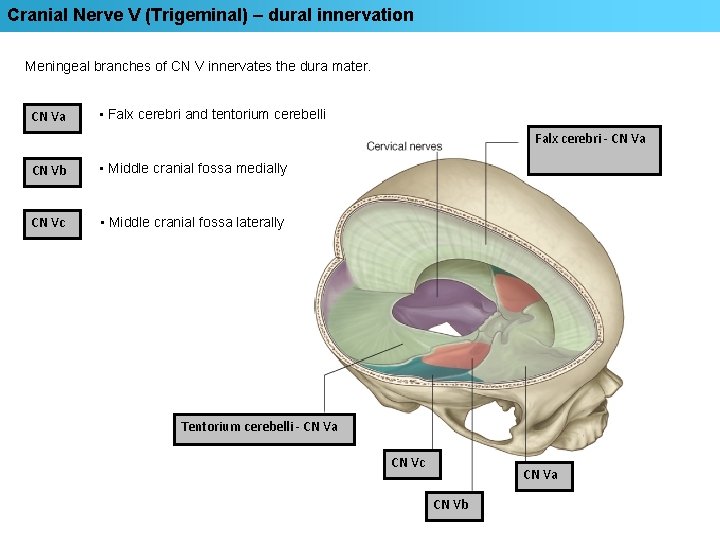 Cranial Nerve V (Trigeminal) – dural innervation Meningeal branches of CN V innervates the