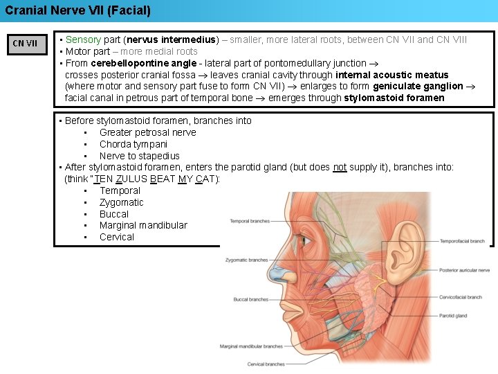Cranial Nerve VII (Facial) CN VII • Sensory part (nervus intermedius) – smaller, more