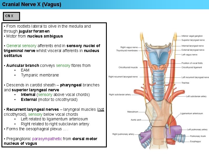 Cranial Nerve X (Vagus) CN X • From rootlets lateral to olive in the