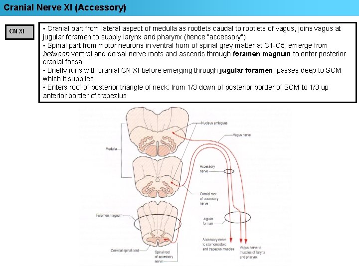 Cranial Nerve XI (Accessory) CN XI • Cranial part from lateral aspect of medulla