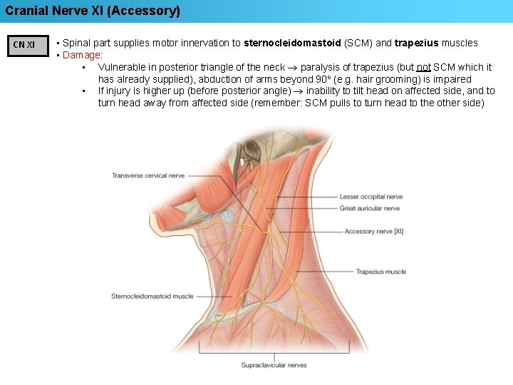 Cranial Nerve XI (Accessory) CN XI • Spinal part supplies motor innervation to sternocleidomastoid