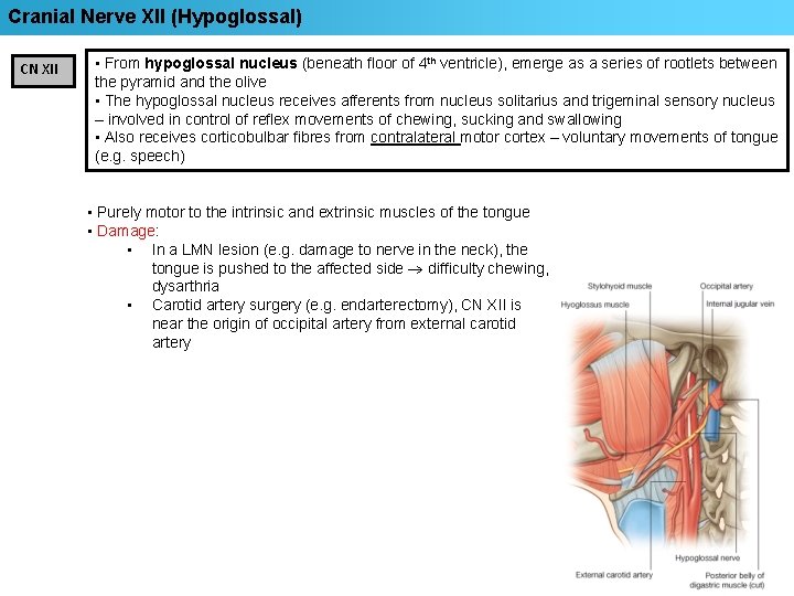 Cranial Nerve XII (Hypoglossal) CN XII • From hypoglossal nucleus (beneath floor of 4