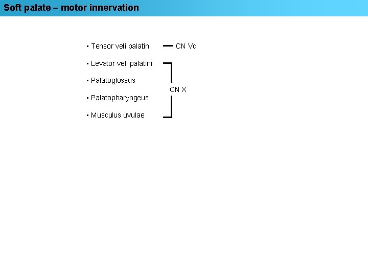 Soft palate – motor innervation • Tensor veli palatini CN Vc • Levator veli