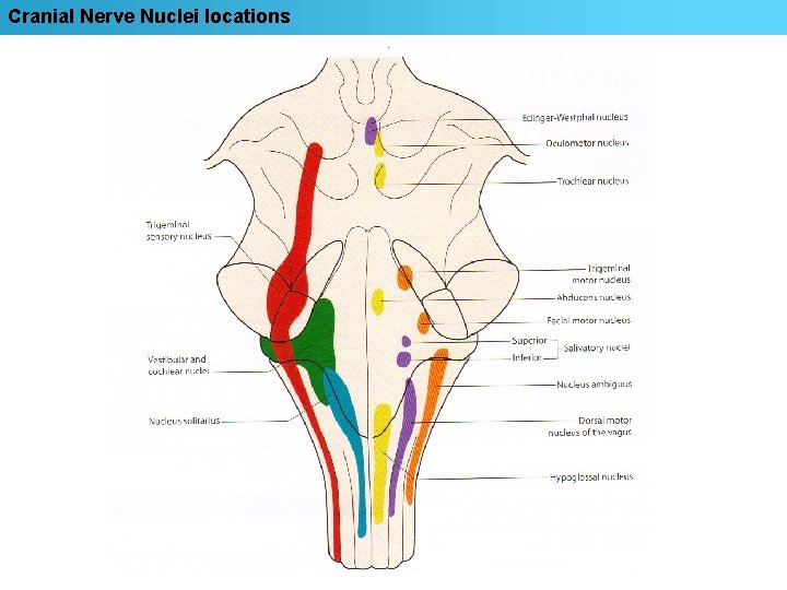 Cranial Nerve Nuclei locations 