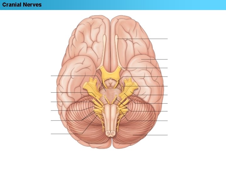 Cranial Nerves 