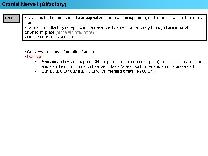 Cranial Nerve I (Olfactory) CN I • Attached to the forebrain – telencephalon (cerebral