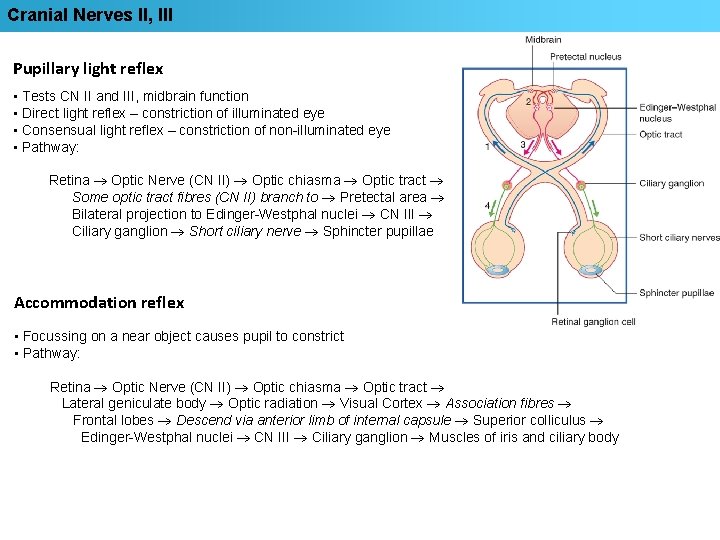 Cranial Nerves II, III Pupillary light reflex • Tests CN II and III, midbrain
