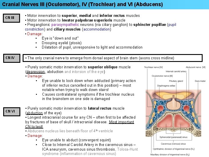 Cranial Nerves III (Oculomotor), IV (Trochlear) and VI (Abducens) CN III • Motor innervation