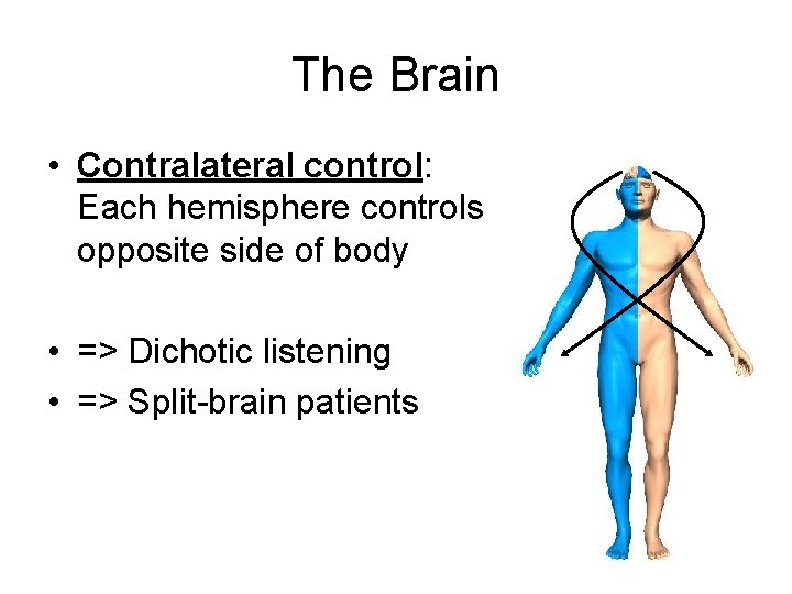 The Brain • Contralateral control: Each hemisphere controls opposite side of body • =>