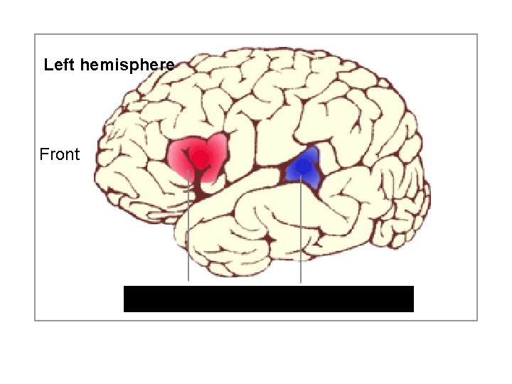 Left hemisphere Front Broca’s area Wernicke’s area 