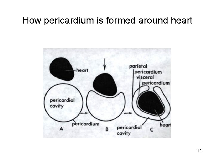 How pericardium is formed around heart 11  How pericardium is formed around heart 11