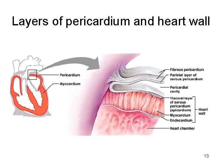 Layers of pericardium and heart wall 13  Layers of pericardium and heart wall 13