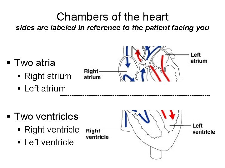 Chambers of the heart sides are labeled in reference to the patient facing you Chambers of the heart sides are labeled in reference to the patient facing you