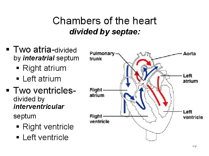Chambers of the heart divided by septae: § Two atria-divided by interatrial septum § Chambers of the heart divided by septae: § Two atria-divided by interatrial septum §