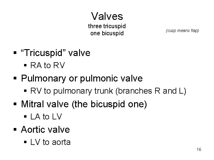 Valves three tricuspid one bicuspid (cusp means flap) § “Tricuspid” valve § RA to Valves three tricuspid one bicuspid (cusp means flap) § “Tricuspid” valve § RA to