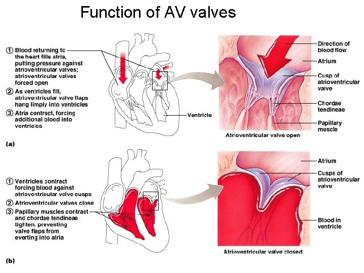 Function of AV valves 17  Function of AV valves 17
