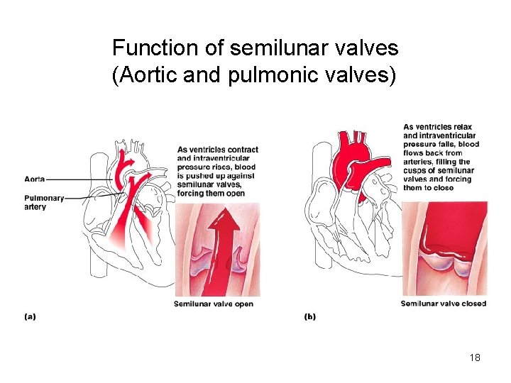 Function of semilunar valves (Aortic and pulmonic valves) 18  Function of semilunar valves (Aortic and pulmonic valves) 18