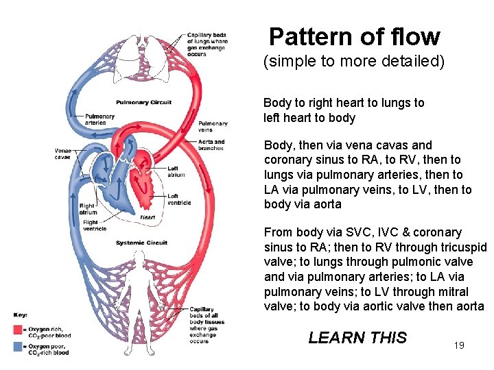 Pattern of flow (simple to more detailed) § § § § Body RA RV Pattern of flow (simple to more detailed) § § § § Body RA RV