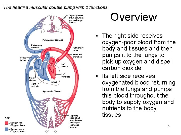 The heart=a muscular double pump with 2 functions Overview § The right side receives The heart=a muscular double pump with 2 functions Overview § The right side receives