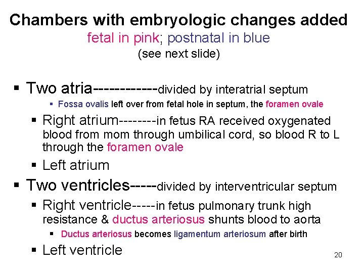 Chambers with embryologic changes added fetal in pink; postnatal in blue (see next slide) Chambers with embryologic changes added fetal in pink; postnatal in blue (see next slide)