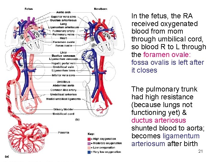 In the fetus, the RA received oxygenated blood from mom through umbilical cord, so In the fetus, the RA received oxygenated blood from mom through umbilical cord, so