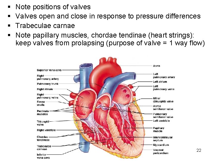 § § Note positions of valves Valves open and close in response to pressure § § Note positions of valves Valves open and close in response to pressure