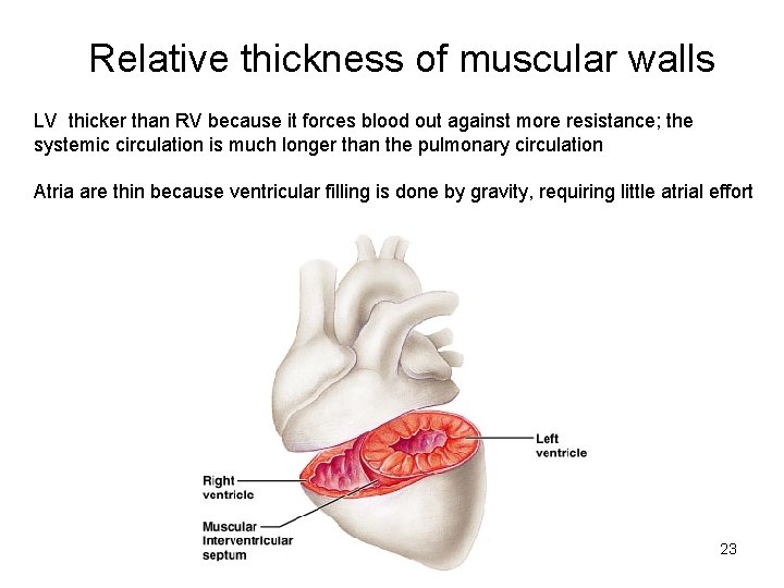 Relative thickness of muscular walls LV thicker than RV because it forces blood out Relative thickness of muscular walls LV thicker than RV because it forces blood out